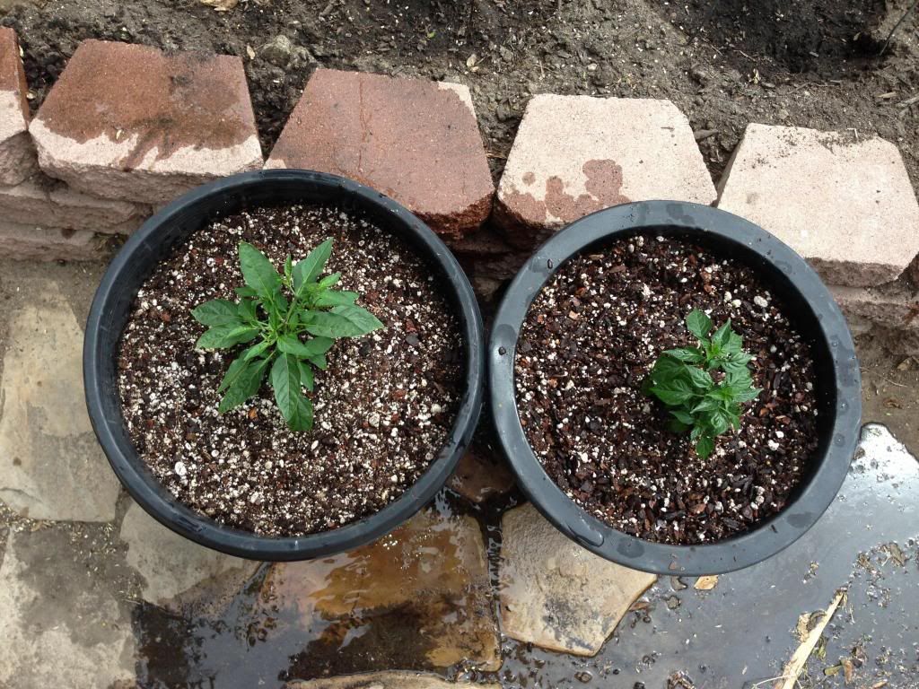  photo Picture012_zps7fefd98b.jpg